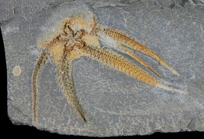 Detailed Ordovician Brittle Star (Ophiura) - Morocco #80241